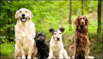 Comment sont tes oreilles ?