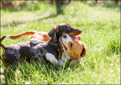 Si un jour au parc tu rencontres un autre chien et que tu joues avec lui, de quelle race voudrais-tu quil soit ?