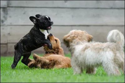 Si à la question davant tu as mis "autre", alors de quelle race veux-tu quil soit ?