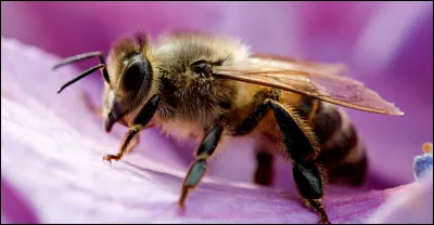 CM1 - Comment appelle-t-on une personne qui élève des abeilles ?