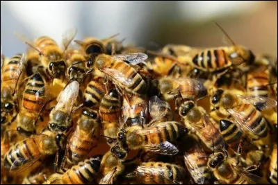 CM1 - Comment appelle-t-on une personne qui &eacute;l&egrave;ve des abeilles ?