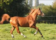 Quiz Les robes des chevaux
