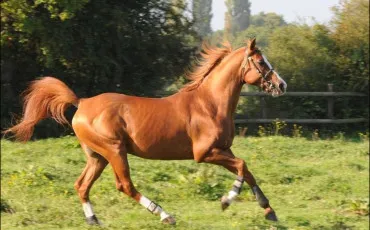 Quiz Chevaux