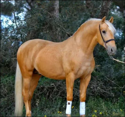 Quelle est cette robe ?