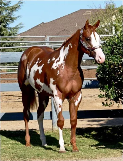 Quelle est cette robe ?