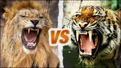 Affrontement : lion vs tigre, qui gagnera le combat ?