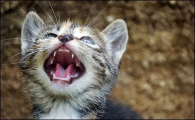 Combien de dents possède un chat adulte ?
