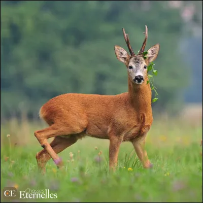 Quel est le seul félin capable de ronronner en continu, même en inspirant et en expirant ?