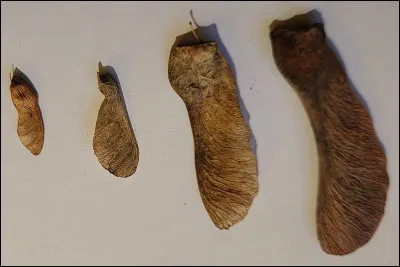 Lequel de ces éléments chimiques porte le numéro 62 ?