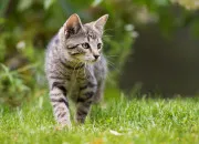 Quiz Quiz sur nos amis les chats