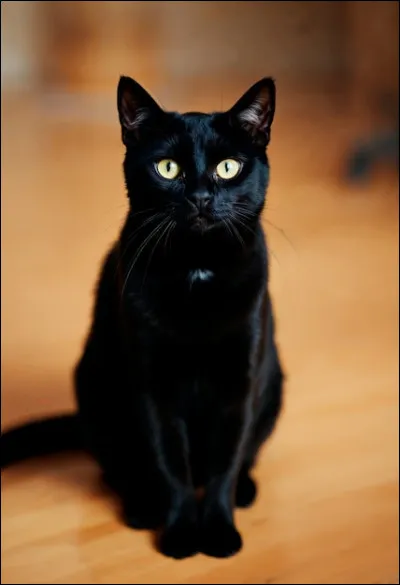 Quelles sont les principales qualités du chat ?