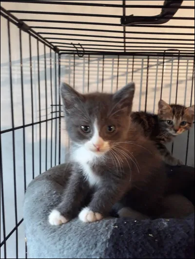 Leurs moustaches peuvent aussi s'appeler...