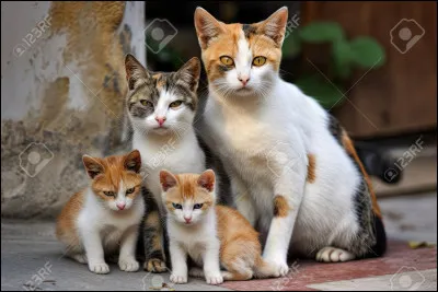 Les chatons ont-ils besoin d'un père pour être éduqués ?