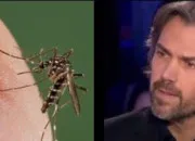 Quiz Dfendons les moustiques qu'il disait
