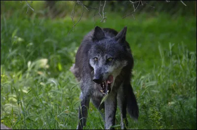 Ce loup semble ...