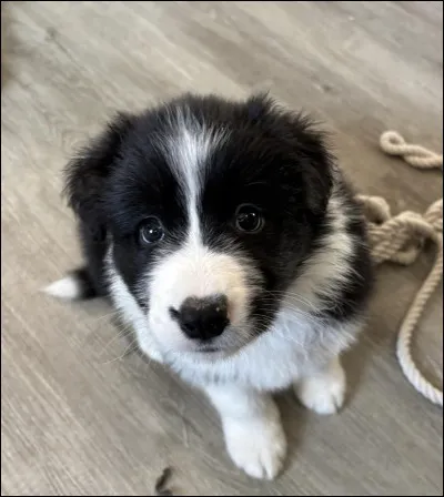 Qui est le chien de la maison ?