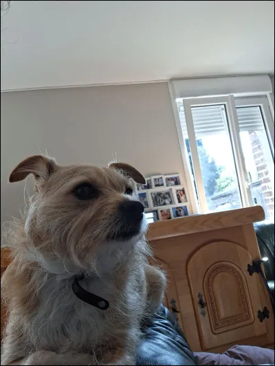 Depuis combien de temps la SPA s'engage-t-elle pour la protection des animaux en France ?