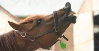 Lorsque le cheval retrousse les lèvres comme sur l’image ci-dessus que fait-il ?