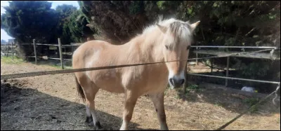 Parmi celles-ci, quelle race de cheval est norvégienne ?