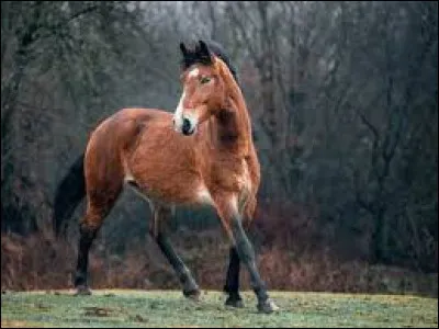 De combien de degrés est le champ de vision du cheval ?