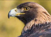 Quiz Les animaux du monde
