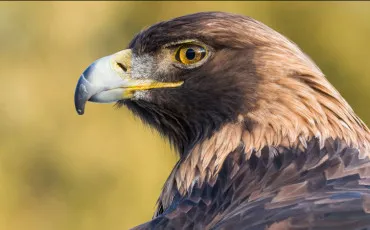 Quiz Animaux