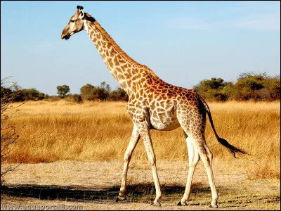 De quel pays est originaire la girafe ?