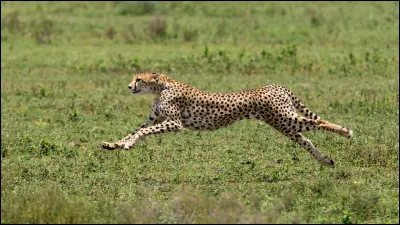 De quel pays est originaire le guépard ?