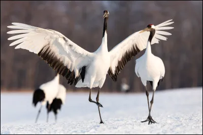 De quel pays est originaire la grue ?