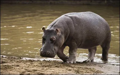 De quel pays est originaire l'hippopotame ?