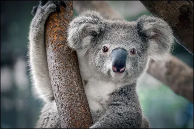 De quel pays est originaire le koala ?