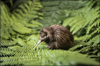 De quel pays est originaire le kiwi ?