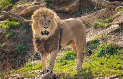 De quels pays est originaire le lion d’Afrique ?