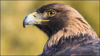 De quels pays est originaire l'aigle royal ?