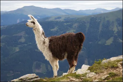 De quels pays est originaire le lama ?