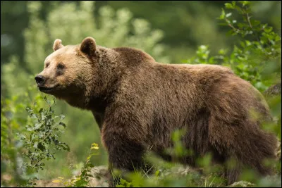 De quel pays est originaire l'ours brun ?
