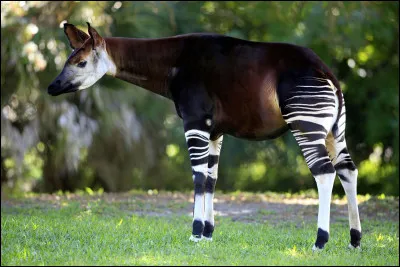 De quel pays est originaire l'okapi ?