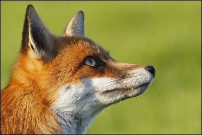 De quels pays est originaire le renard roux ?