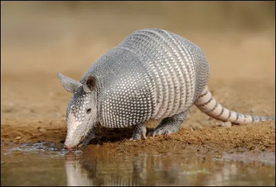 De quel pays est originaire le tatou ?