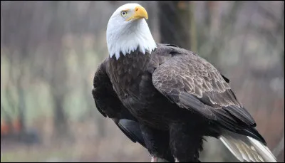 De quel pays est originaire le pygargue à tête blanche ?