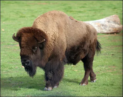 De quel pays est originaire le bison d’Amérique ?