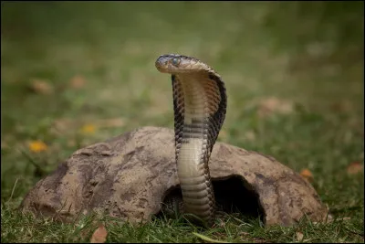De quel pays est originaire le cobra royal ?