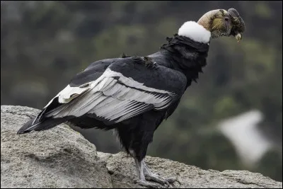 De quels pays est originaire le condor des Andes ?