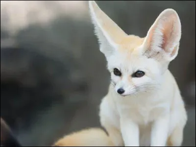 De quels pays est originaire le fennec ?