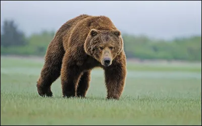 De quel pays est originaire le grizzly ?