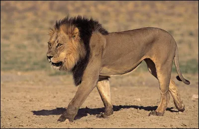 Pourquoi le lion est-il surnommé le roi de la savane ?