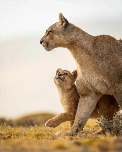 Comment sappelle le cri du félin ?