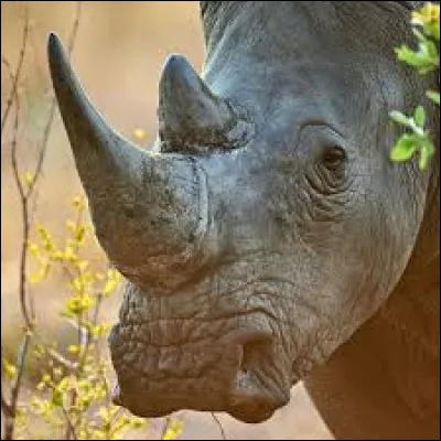 Quel est cet animal ?