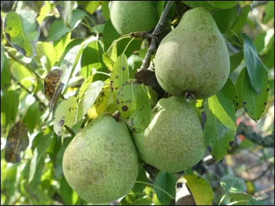 Combien de pépins environ contient une poire moyenne ?