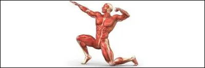 Combien un homme de 70 kilogrammes a-t-il de litres d'eau dans le corps ?